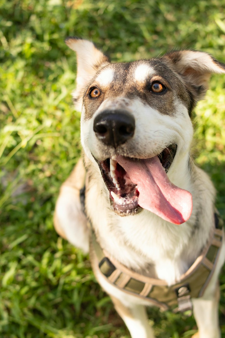 A happy dog with brown, white, and grey fur sits panting in green grass.