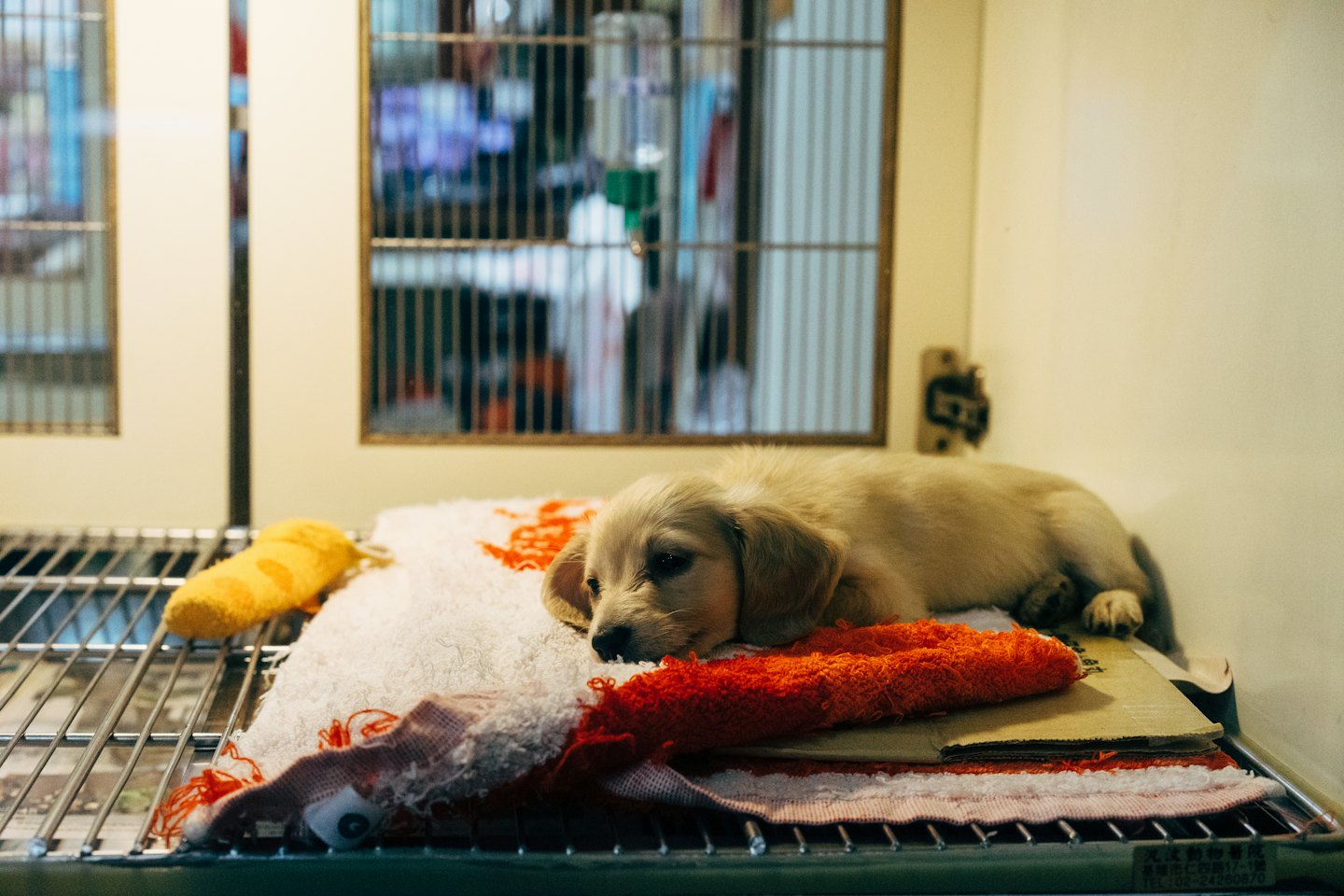 A light-colored puppy sleeps on soft blankets inside a cage.