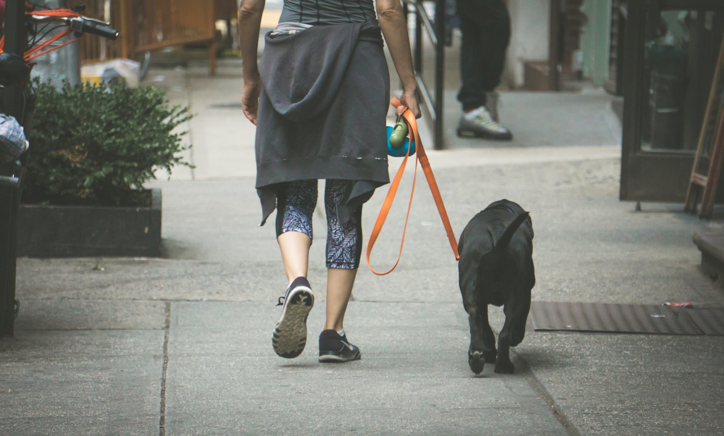 Person walking a black dog on an urban sidewalk.