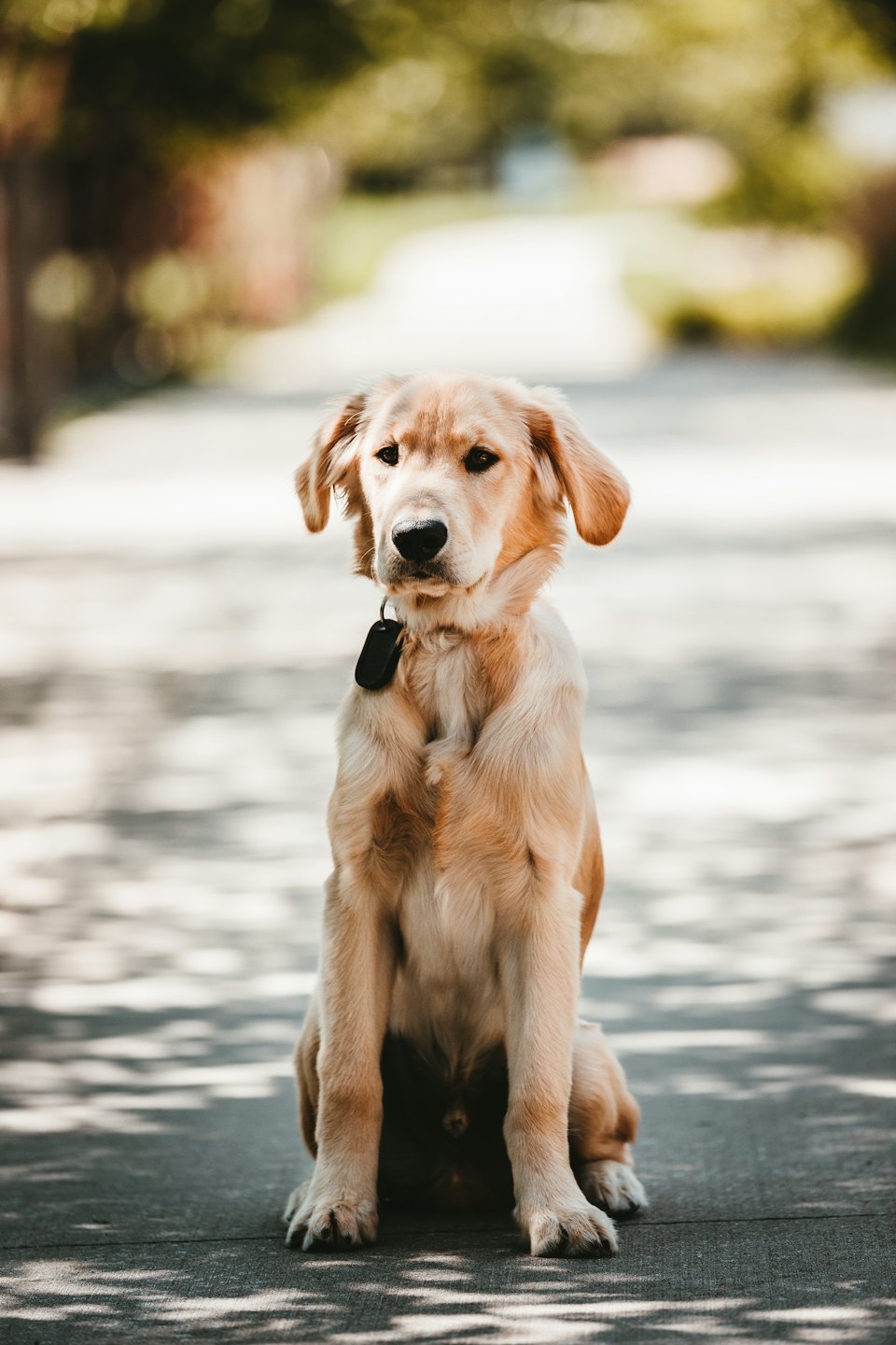 Golden retriever puppy sits patiently on a paved path outdoors.