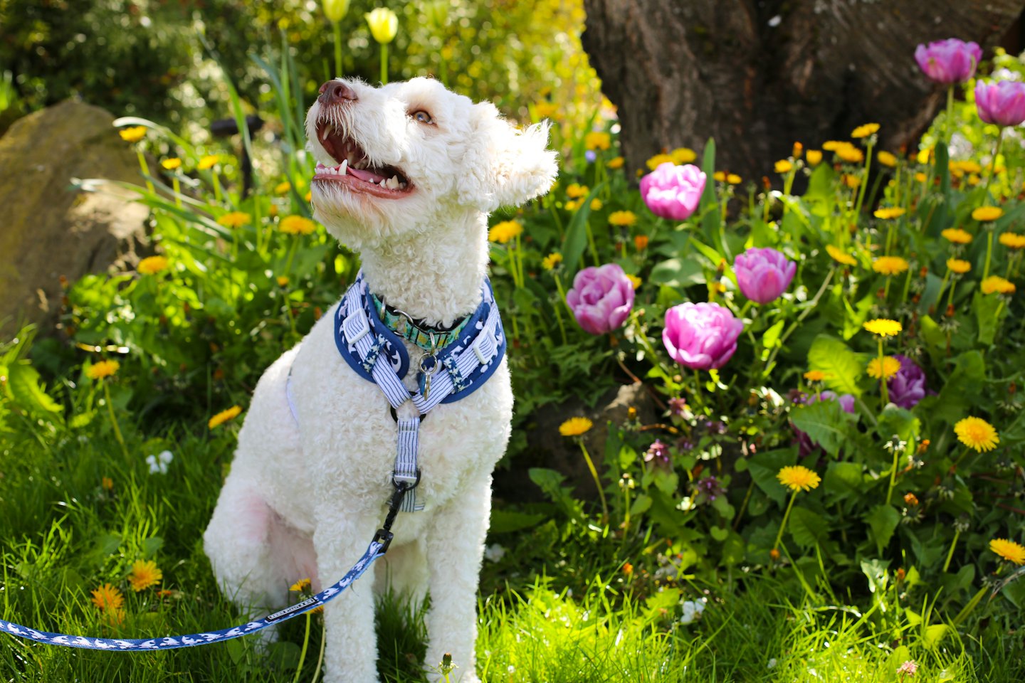 A poodle-mix dog in a blue harness sitting in a garden.