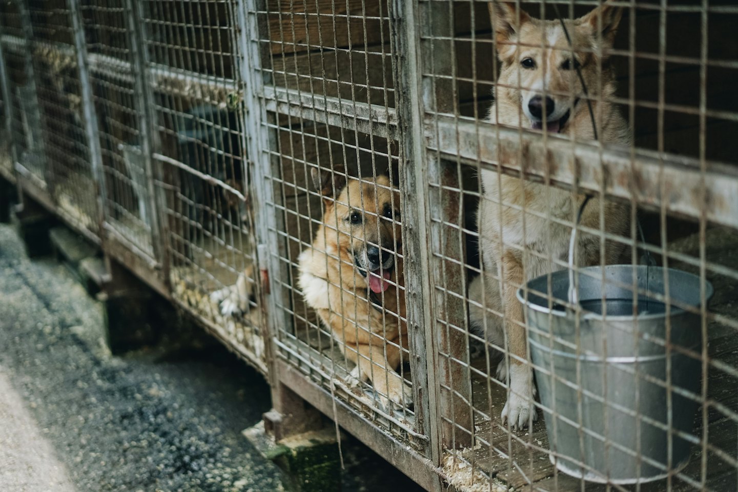 Two German Shepherd mix dogs look out from wire kennels.
