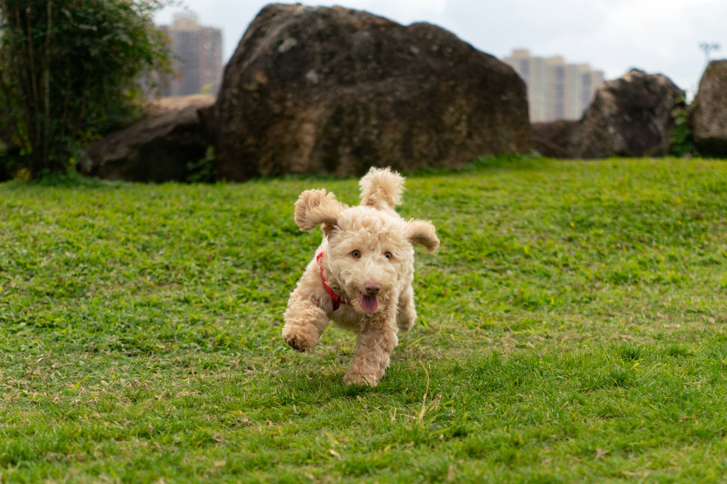 A fluffy light-colored dog leaps forward across a grassy park.