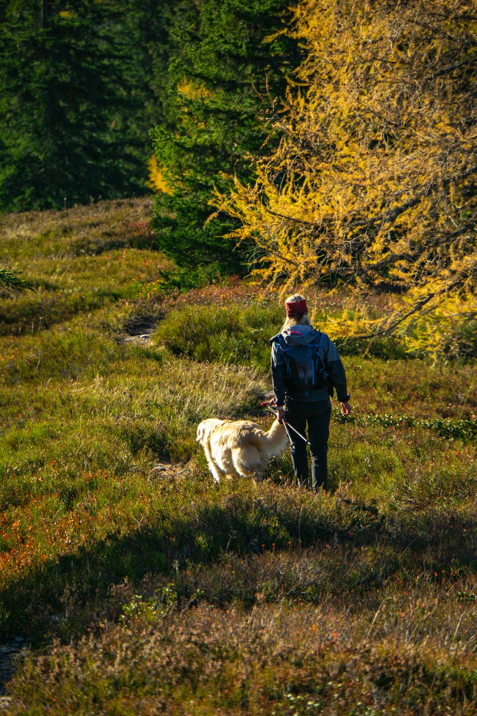Person walking a golden retriever through a sunny grassy field.