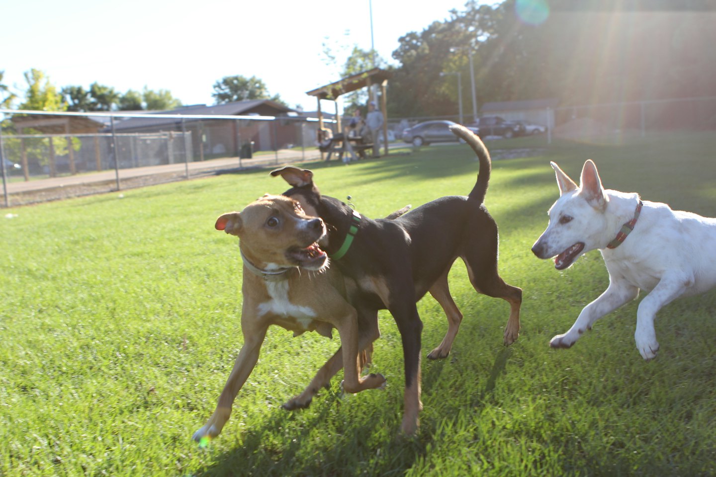Three playful dogs run across a sunny dog park.