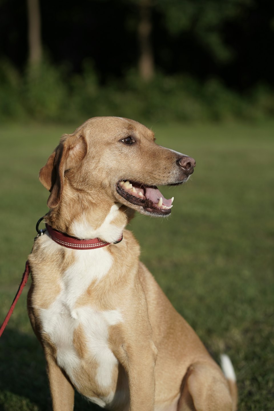 A tan and white dog with a red collar pants on green grass.